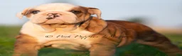 English Bulldog dogs for sale: Athena AKC - Ad 6