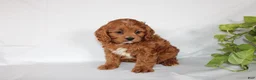 Cavapoo dogs for sale: Cindy - Ad 12