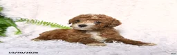 Toy Poodle dogs for sale: Amber - Ad 3