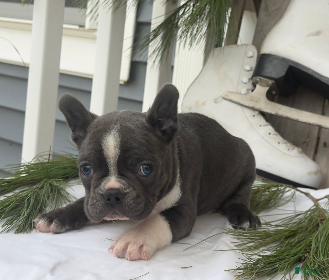 Frenchton dogs for sale: Whitney - Ad 6