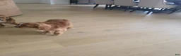 Cavalier King Charles Spaniel dogs for sale: Cavalier King Charles Spaniel Puppy 2 - Ad 5