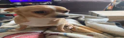 Chihuahua dogs for sale: Chihuahua 2 - Ad 4