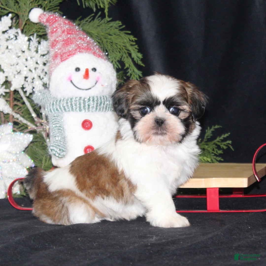 Shih Tzu dogs for sale: Opie - Ad 4