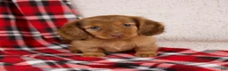 Dachshund dogs for sale: Elise - Ad 4