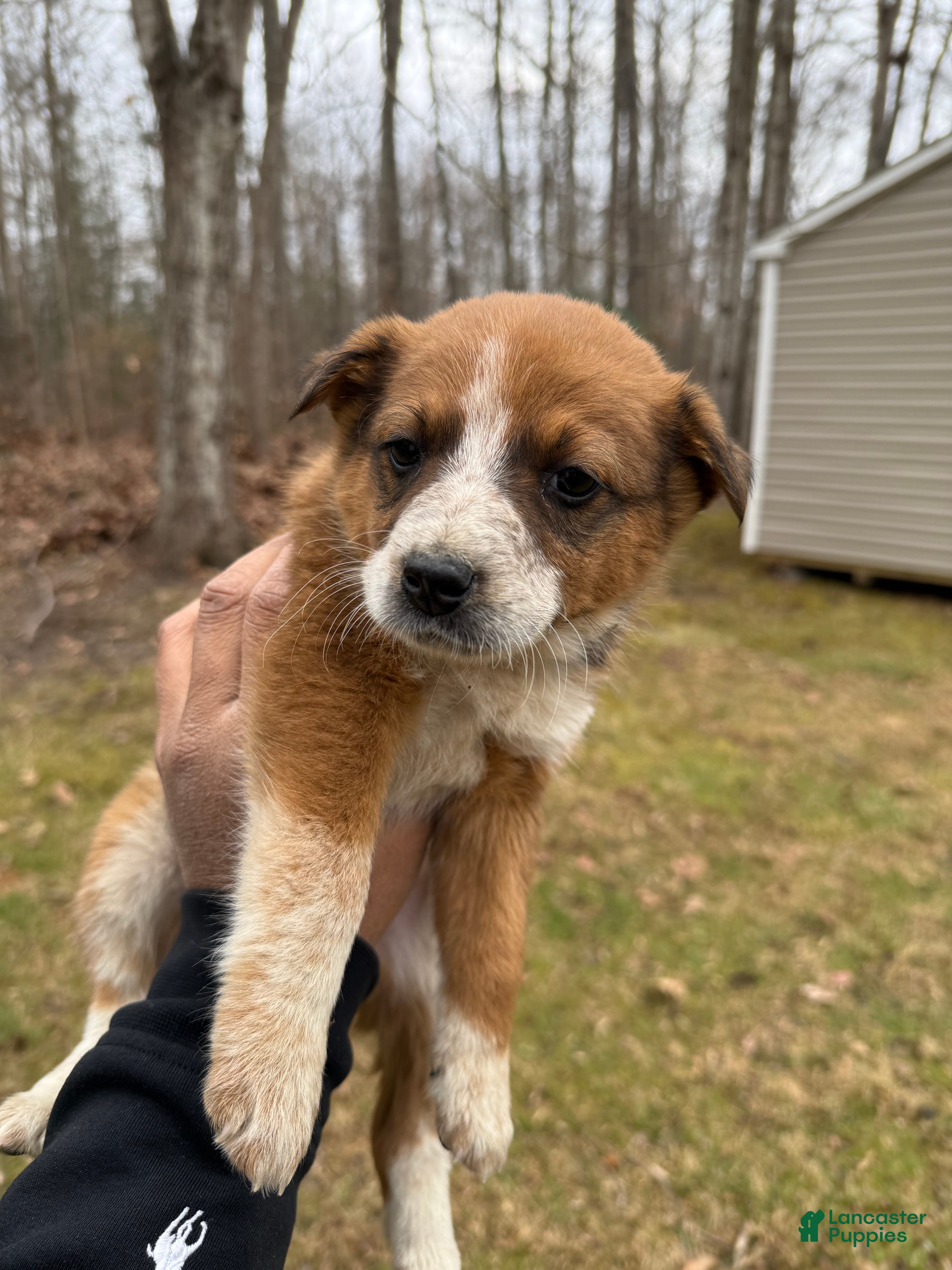 Australian Cattle Dog dogs Australian Cattle Dog Puppy 1 - Ad 3
