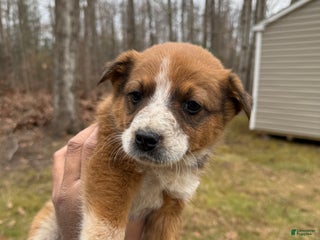 Australian Cattle Dog dogs Australian Cattle Dog Puppy 1 - Ad 7