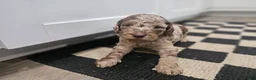 Standard Poodle dogs for sale: Han Solo - Ad 2