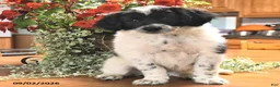 Portuguese Water Dog dogs for sale: Glory - Ad 3
