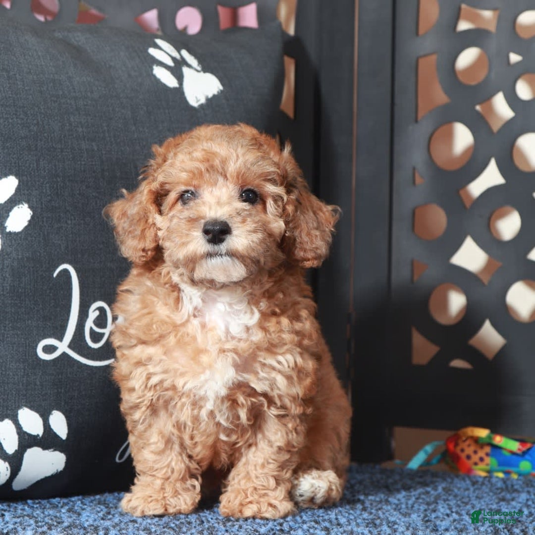 Toy Poodle dogs for sale: Cricket - Ad 4