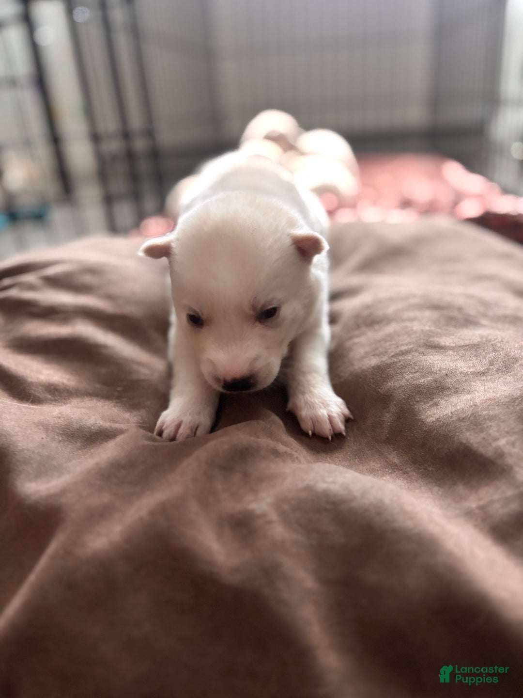 Pomsky dogs for sale: Tofu - Ad 3