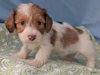 Miniature Dachshund dogs Rose - Ad 10