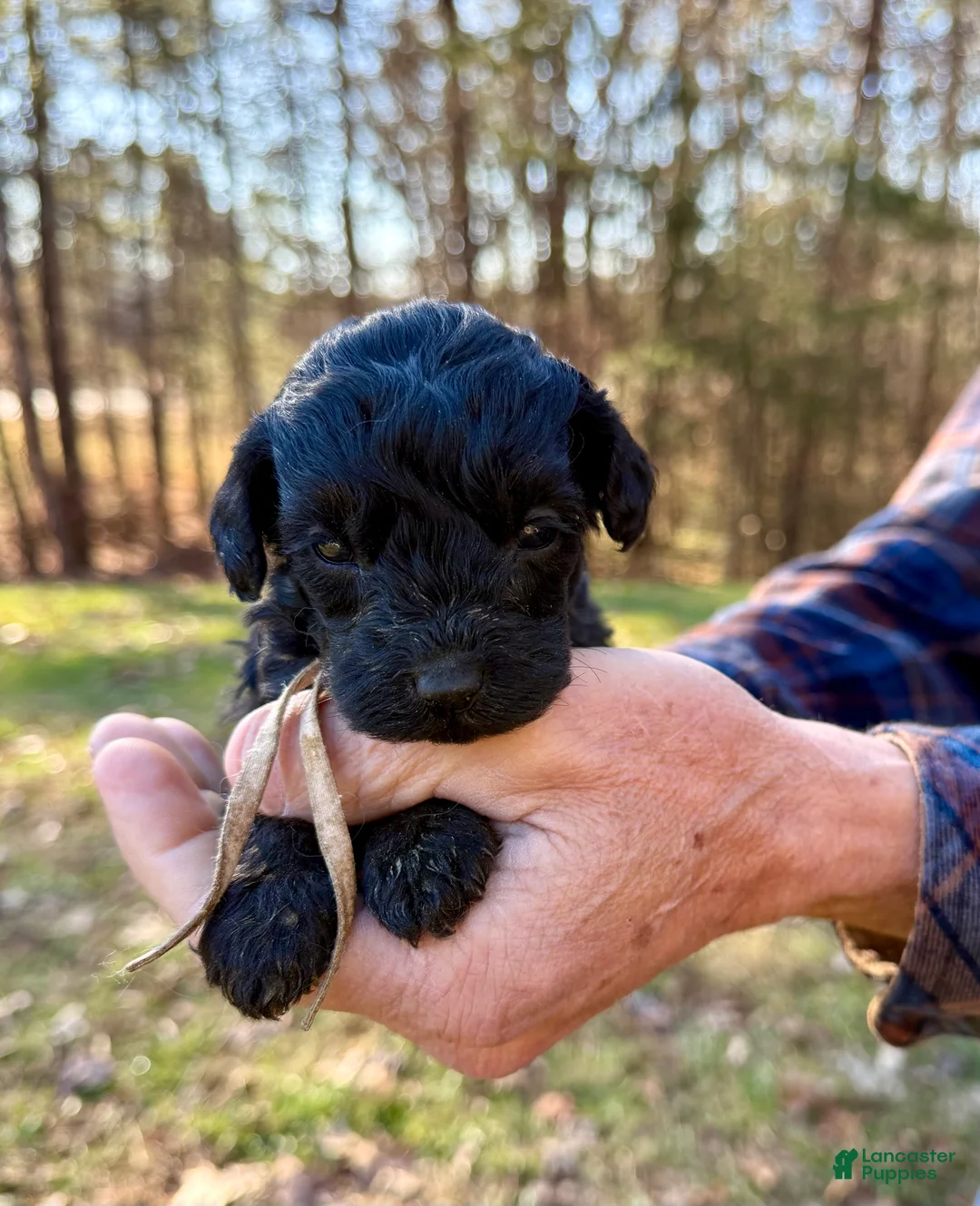Goldendoodle dogs for sale: Goldendoodle Puppy 3 - Ad 12