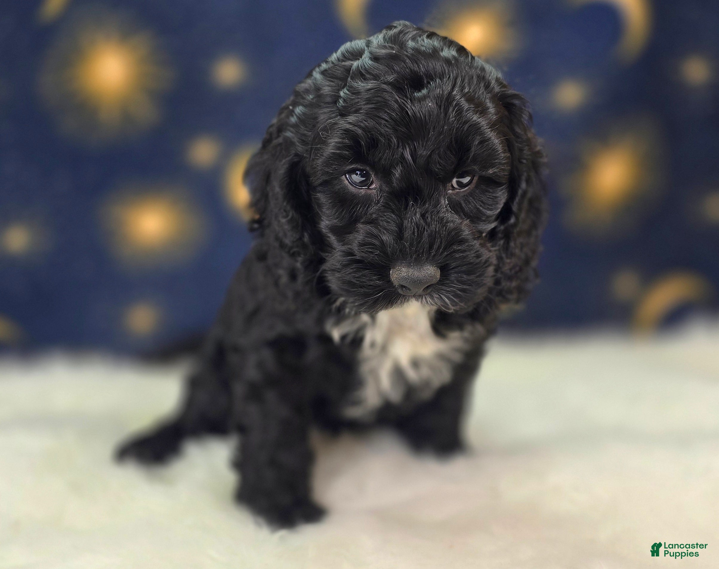 Cockapoo dogs Sirius - Ad 22