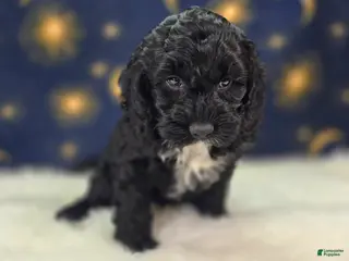 Cockapoo dogs Sirius - Ad 21