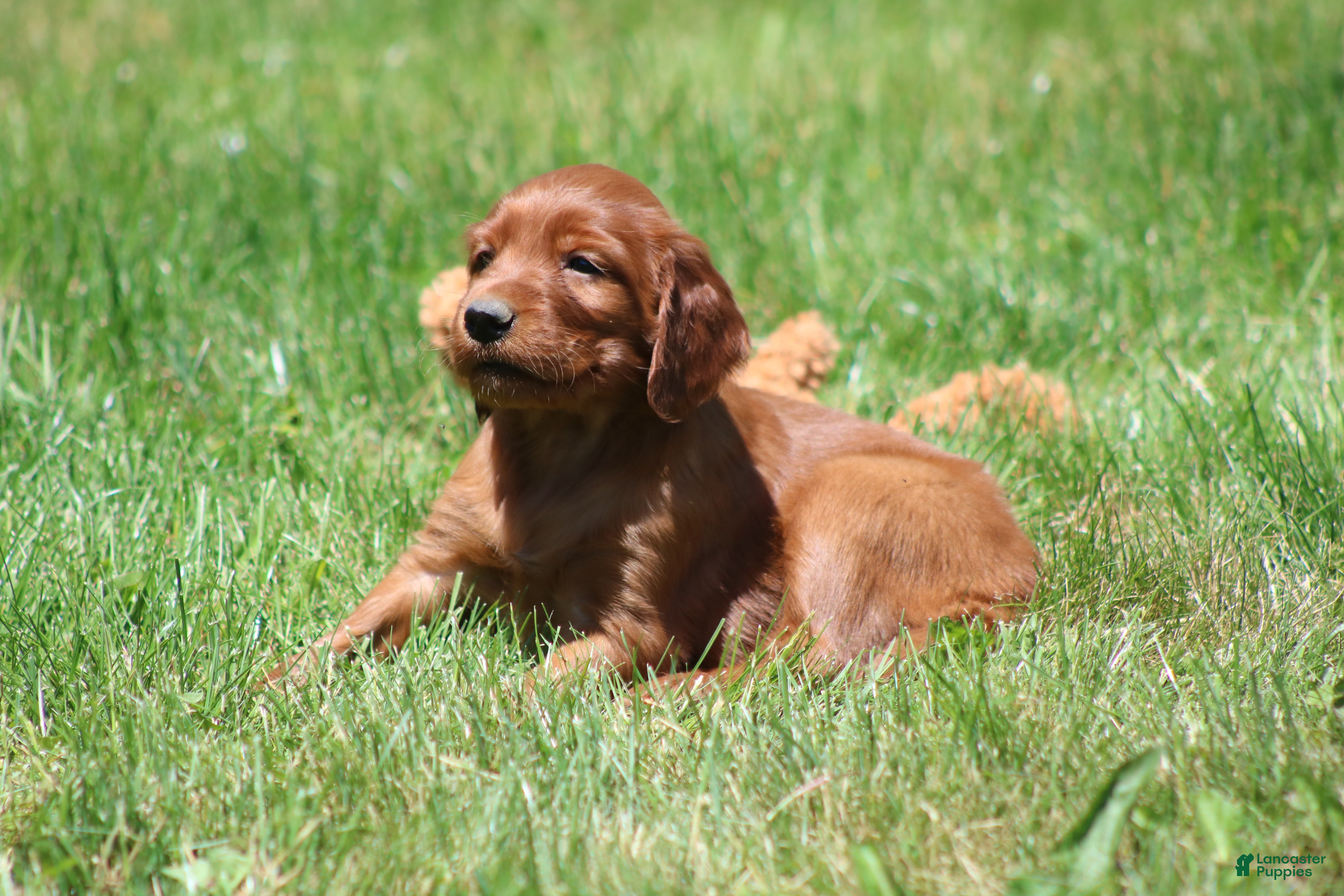 Irish Setter dogs for sale: Ella - Ad 5