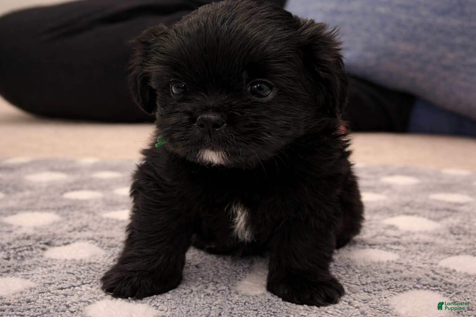 Shorkie dogs Green Puppy - Ad 3