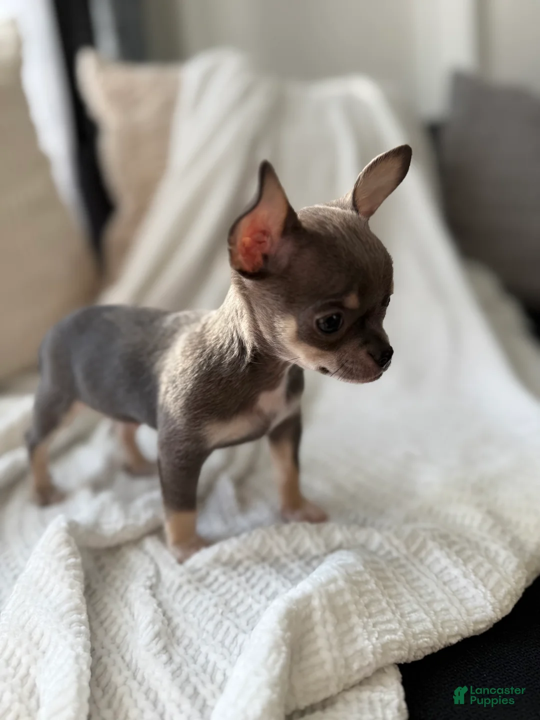 Chihuahua dogs for sale: Blue Teacup - Ad 3