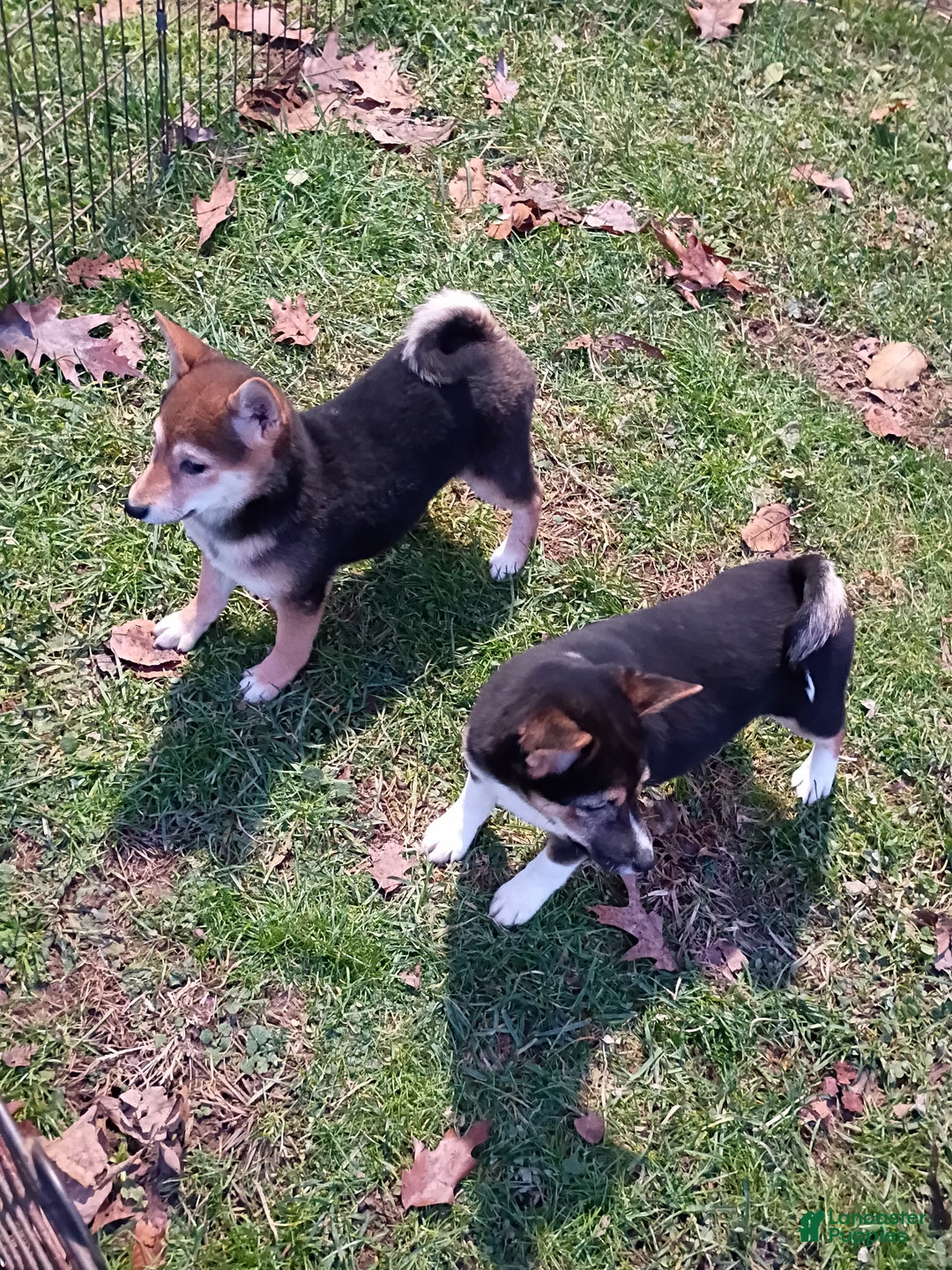 Shiba Inu dogs for sale: Holly  - Ad 3