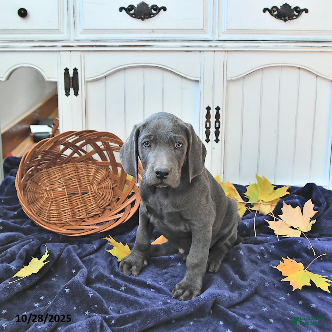 Weimaraner dogs for sale: Zeus - Ad 6