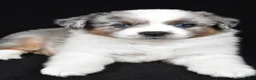 Miniature Australian Shepherd dogs for sale: Angel - Ad 7