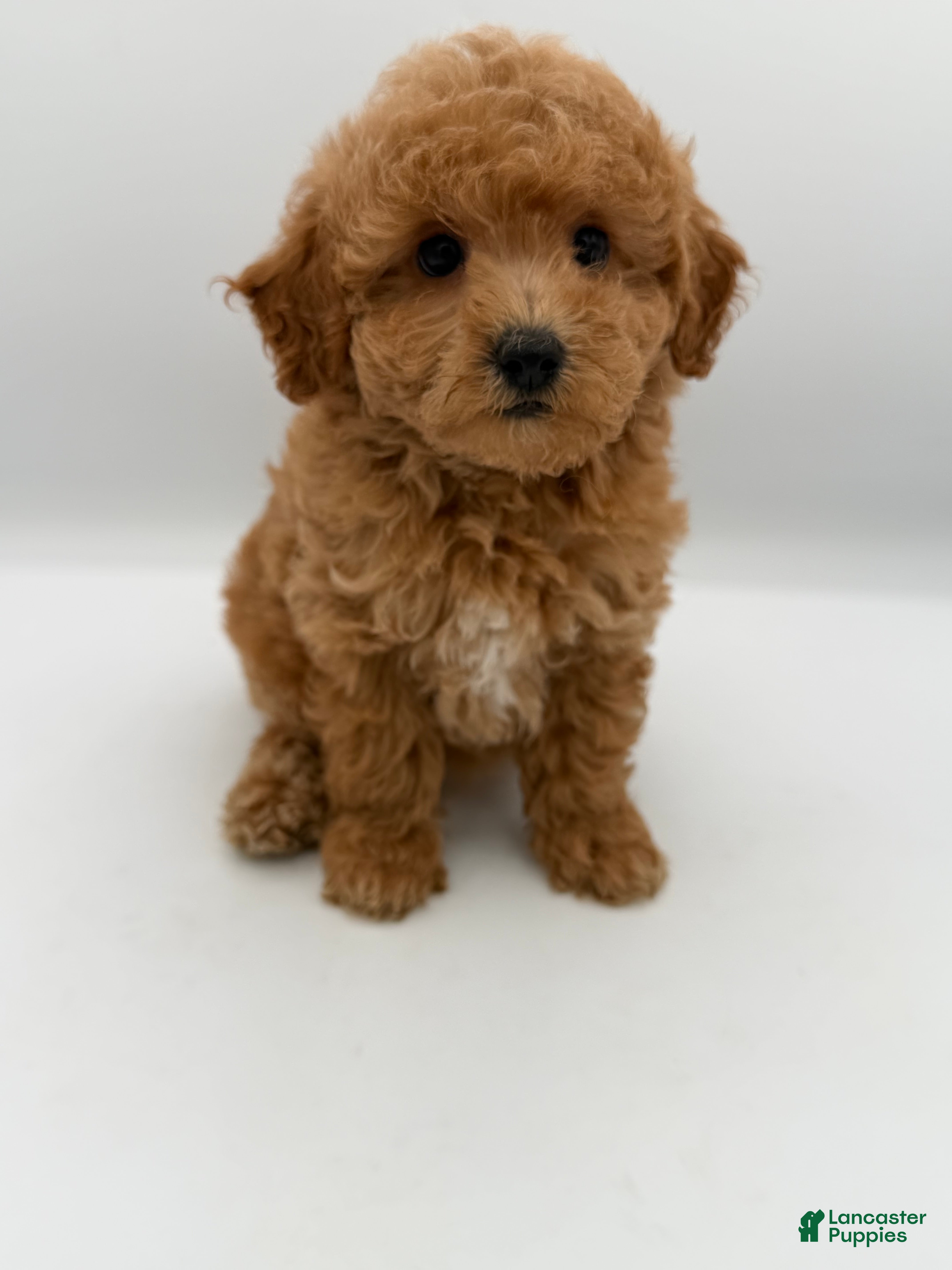 Mini Goldendoodle dogs for sale: beau - Ad 1