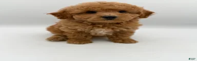 beau