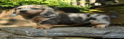Miniature Dachshund dogs for sale: Piper - Ad 5