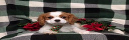 Cavalier King Charles Spaniel dogs for sale: Watkins - Ad 5