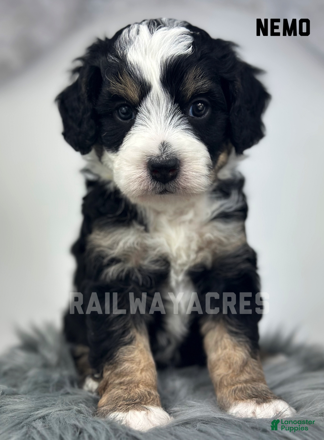 Mini Bernedoodle dogs for sale: Nemo - Ad 1