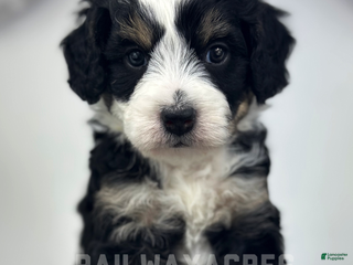 Mini Bernedoodle dogs Nemo - Ad 12
