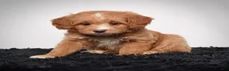 Mini Goldendoodle dogs for sale: Ms. Autumn - Ad 6