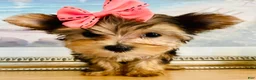 Yorkshire Terrier dogs for sale: Princess (teacup) - Ad 6