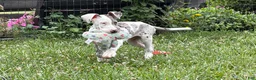 Great Dane dogs for sale: Patches Great Dane  - Ad 4