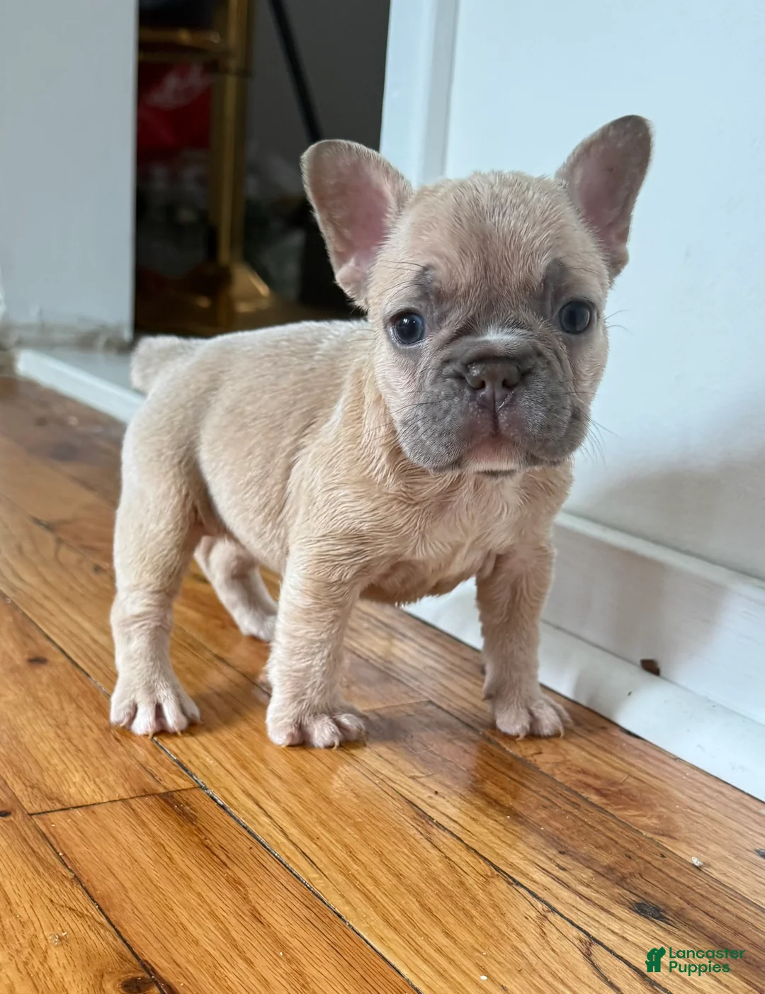 French Bulldog dogs for sale: Sunny - Ad 1