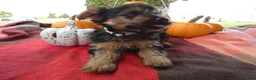 Yorkshire Terrier dogs for sale: Yorkshire Terrier 3 Charm - Ad 3