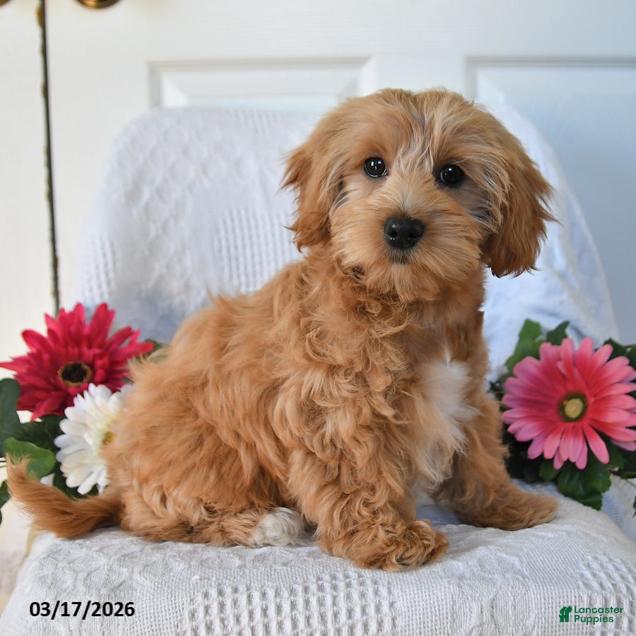 Maltipoo dogs Mandy - Ad 1