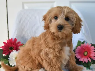 Maltipoo dogs for sale: Mandy - Ad 4