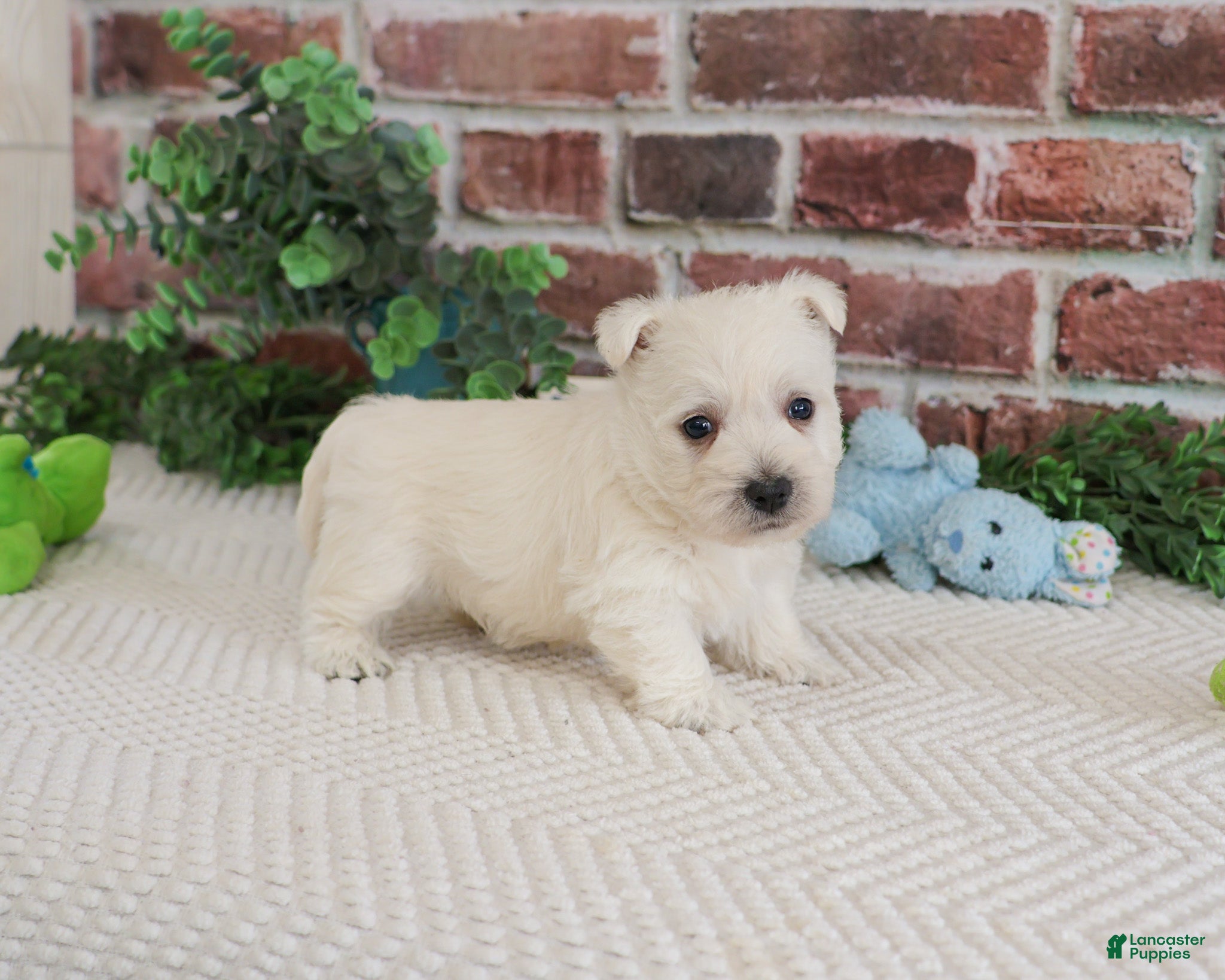West Highland Terrier dogs Leo - Ad 16