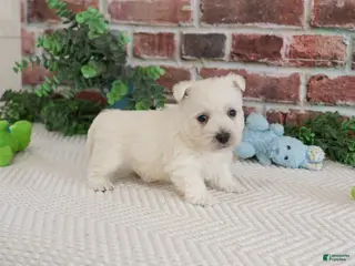 West Highland Terrier dogs Leo - Ad 16