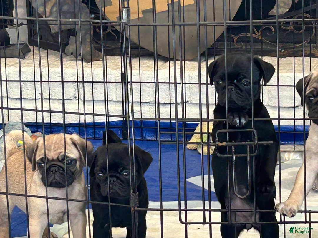 Pug dogs for sale: Gus Gus - Ad 3