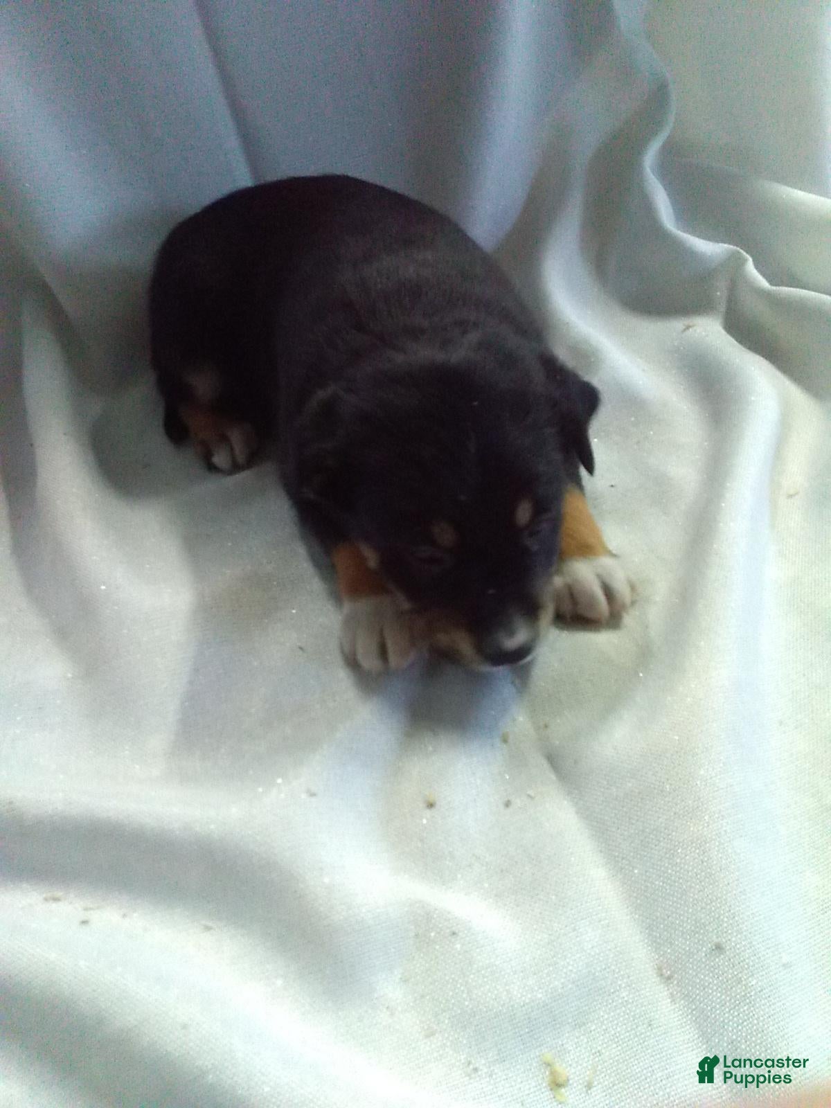 Mixed Breed dogs Mixed Breed Puppy 1 - Ad 23