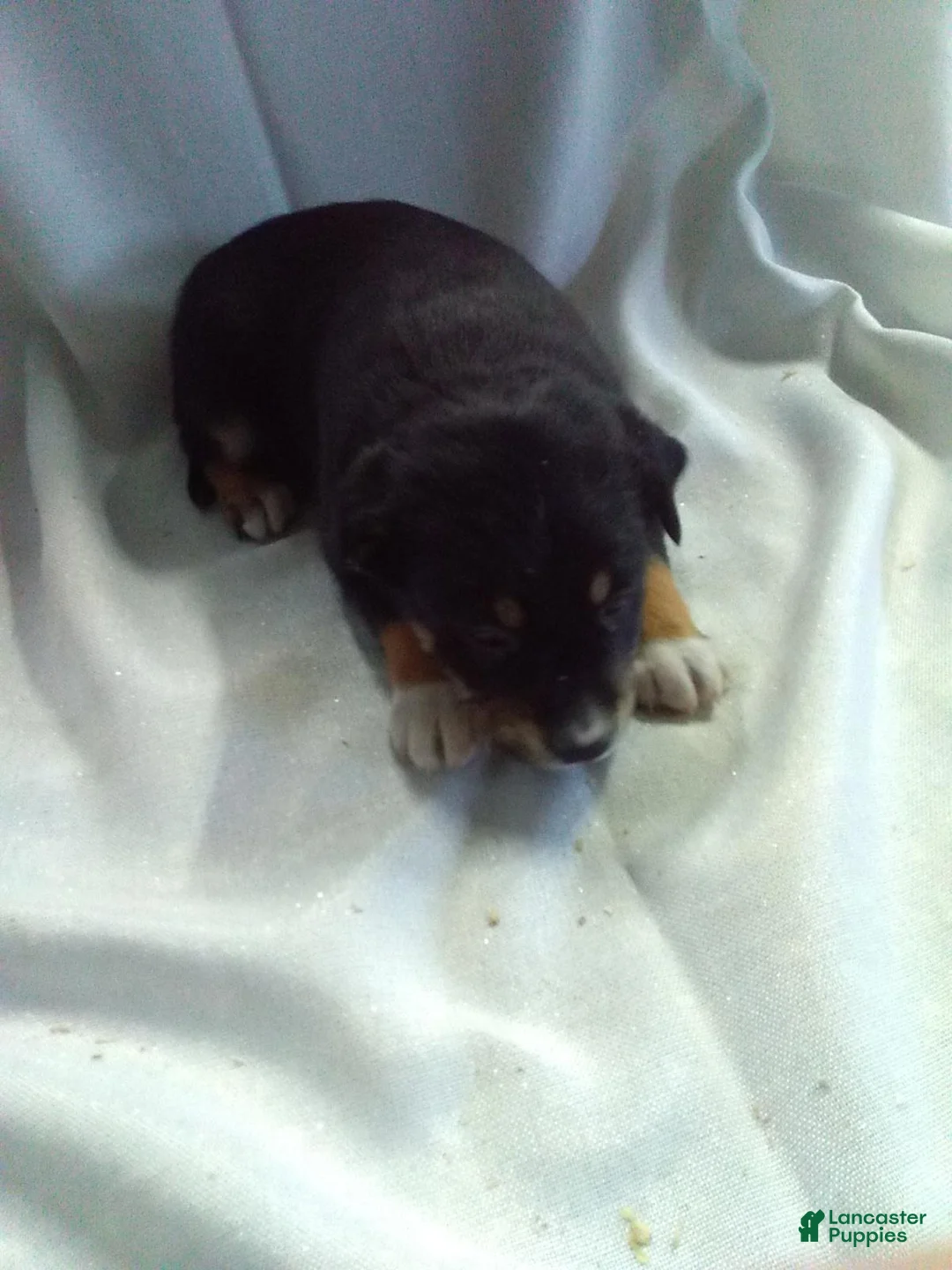 Mixed Breed dogs for sale: Mixed Breed Puppy 1 - Ad 1