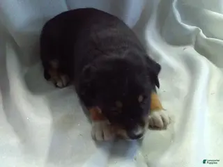 Mixed Breed dogs Mixed Breed Puppy 1 - Ad 34