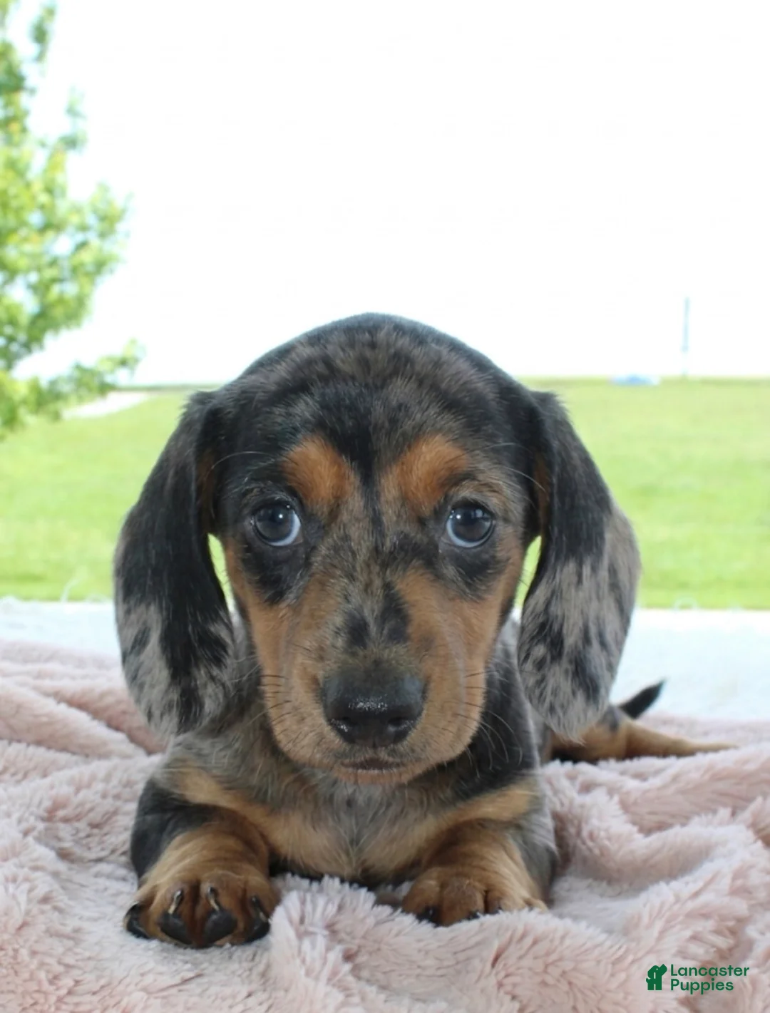 Miniature Dachshund dogs for sale: Miniature Dachshund 2 - Ad 1