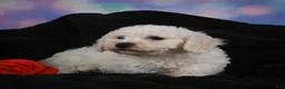 Bichon Frise dogs for sale: Jimmy - Ad 8