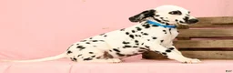 Dalmatian dogs for sale: Keno - Ad 9