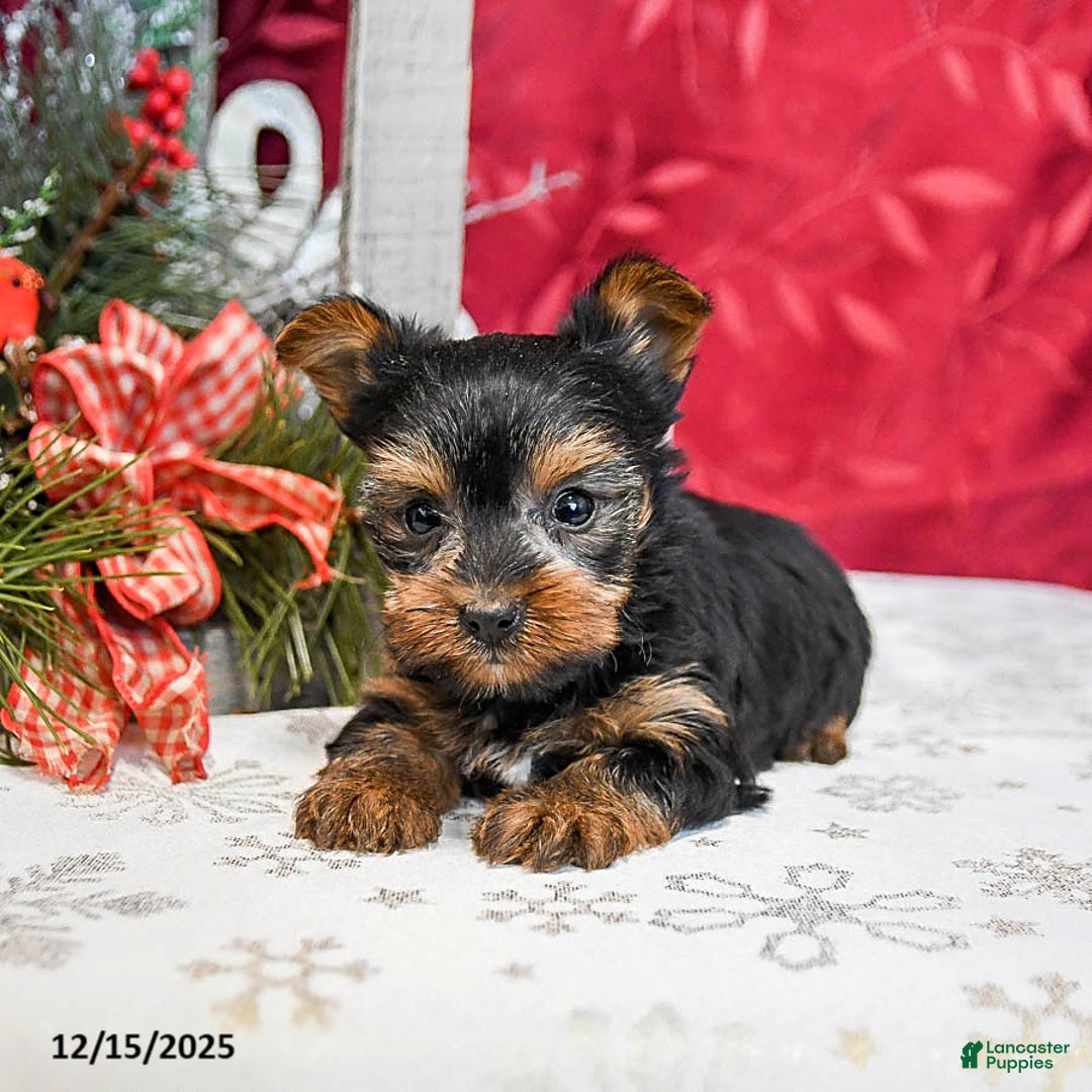 Yorkshire Terrier dogs for sale: Teddy - Ad 4