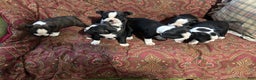 Boston Terrier dogs for sale: Boston Terrier Puppy 3 - Ad 5