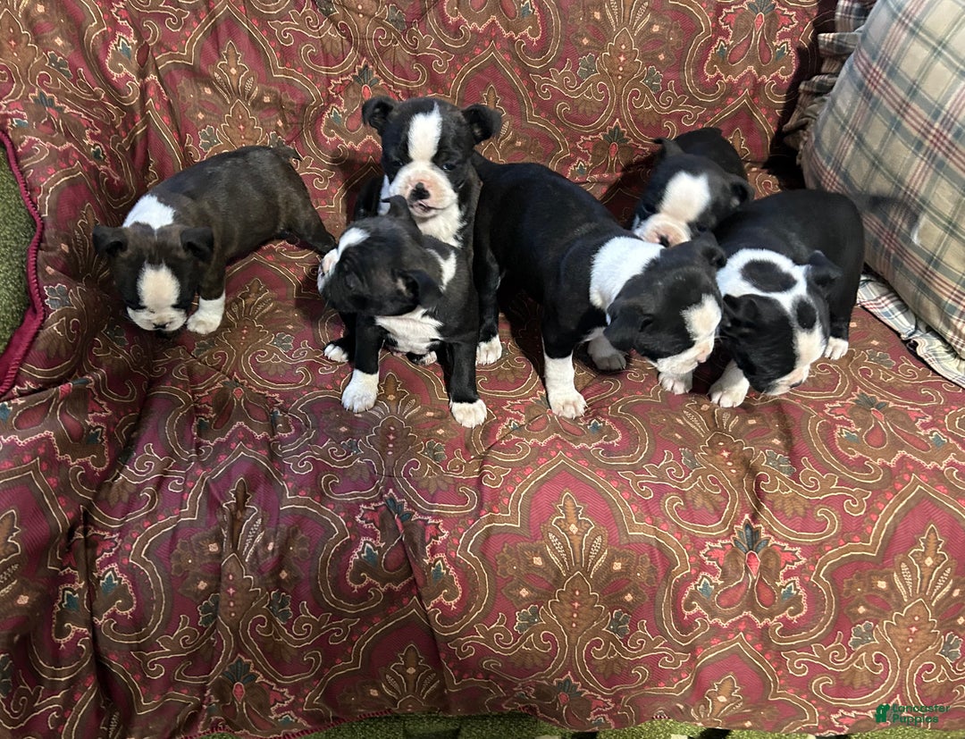 Boston Terrier dogs for sale: Boston Terrier Puppy 3 - Ad 5