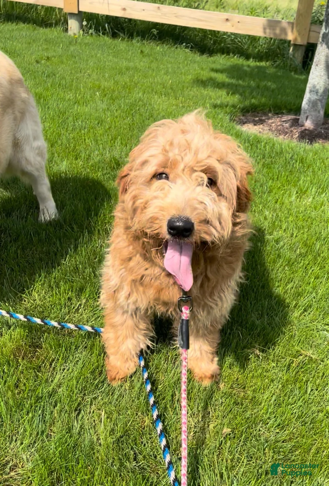 Mini Goldendoodle dogs for sale: Everly - Ad 5